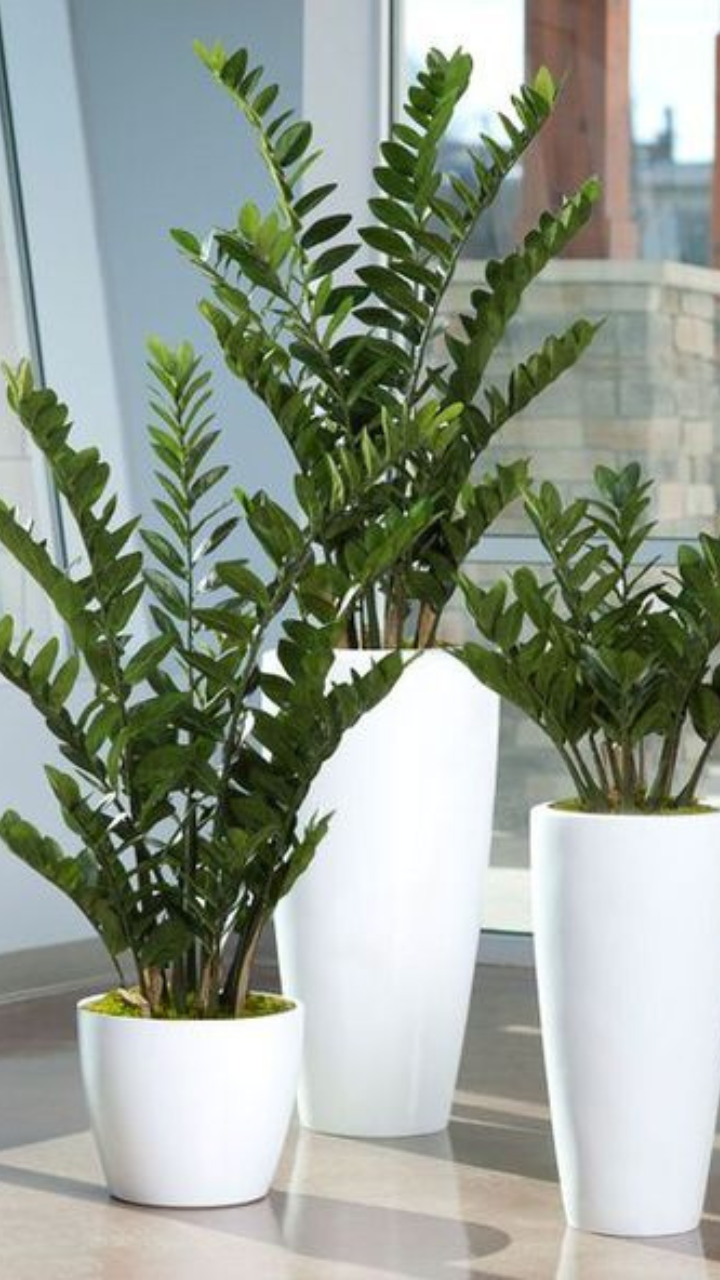 Best Indoor Plants That Produce High Oxygen | Times Now
