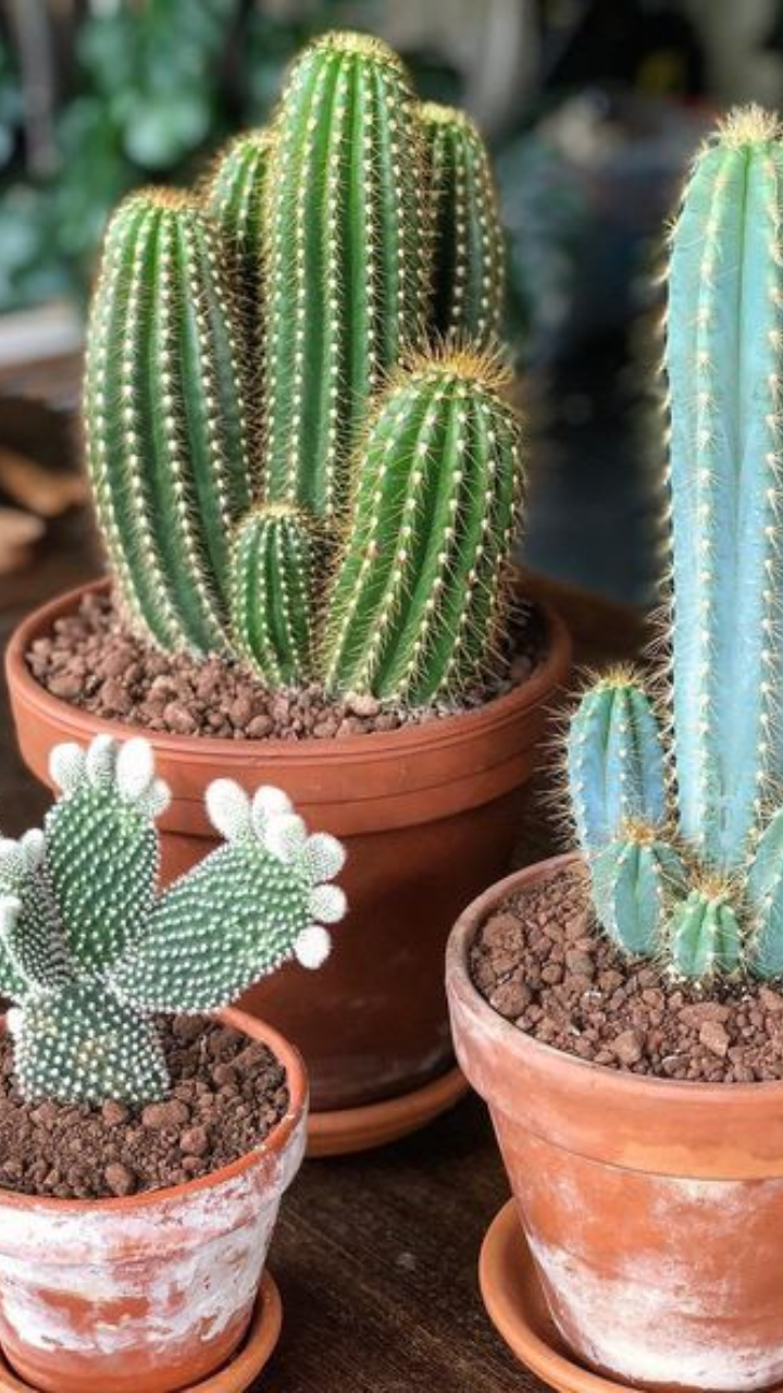 8 Amazing Benefits of Keeping Cactus Plants in Your Home | Times Now