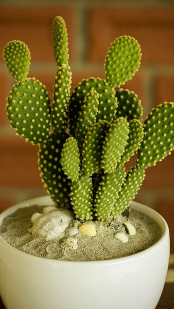 8 Amazing Benefits of Keeping Cactus Plants in Your Home | Times Now