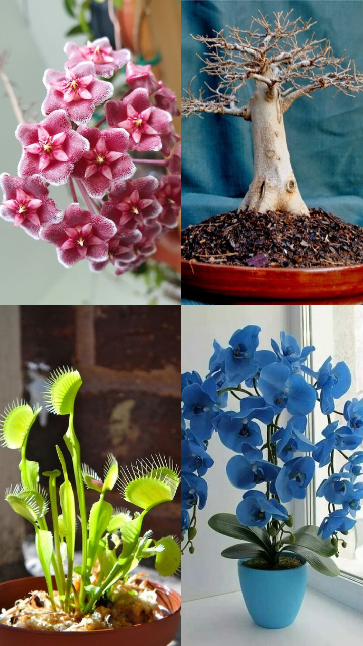 9 Unusual Indoor Plants To Make Your Room Look Exotic | Times Now