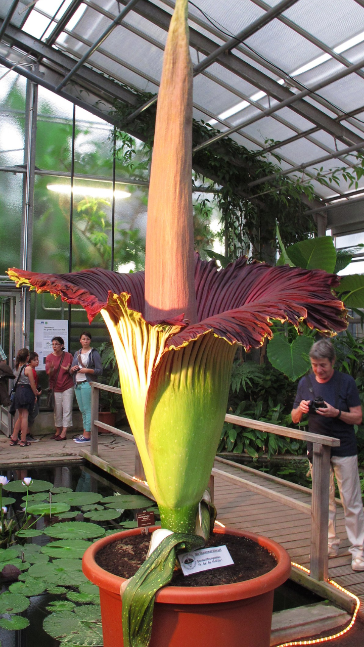 5 Rarest Plants In The World | Times Now