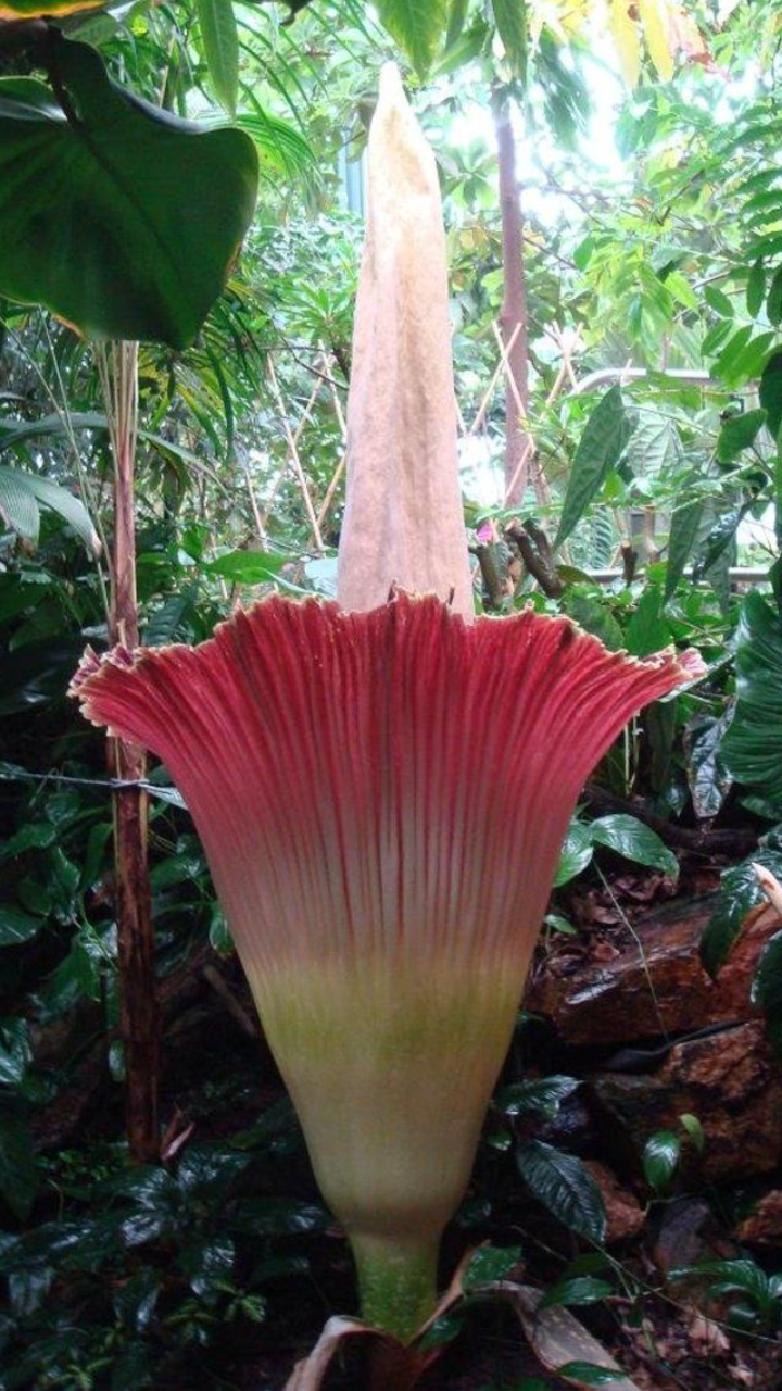 5 Rarest Plants In The World | Times Now