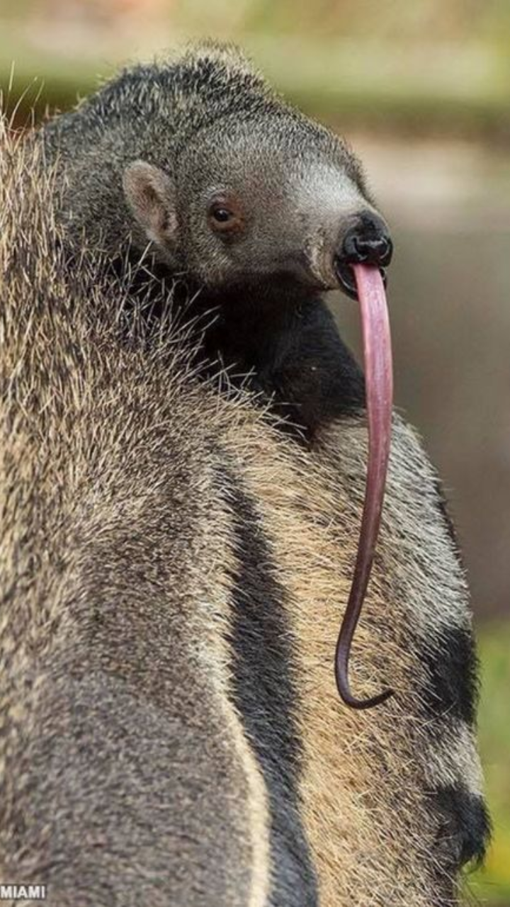 What Animal Has Long Tongue