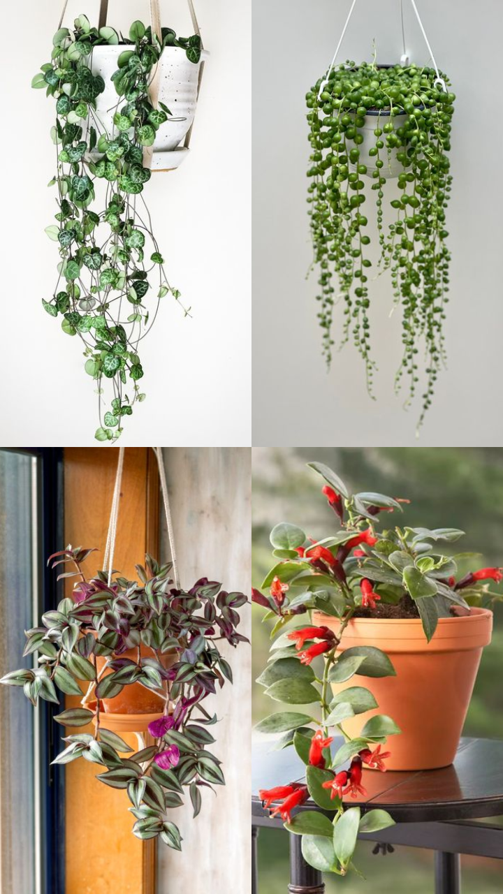 10 Beautiful Hanging Plants for Bedroom | Times Now