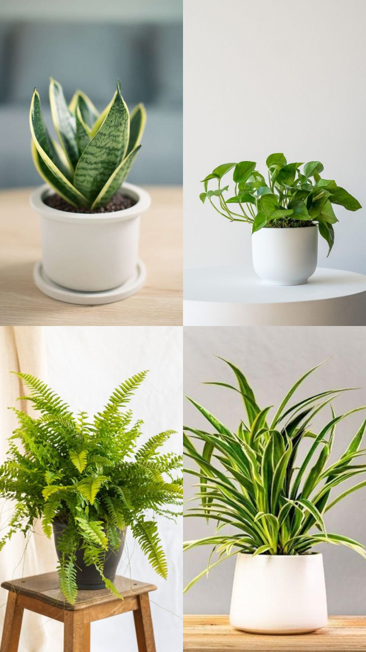 chlorophytum comosum 'bonnie' The Snobby Leaf | Spider Plant 'Bonnie' - 4 inch Pot main image 0