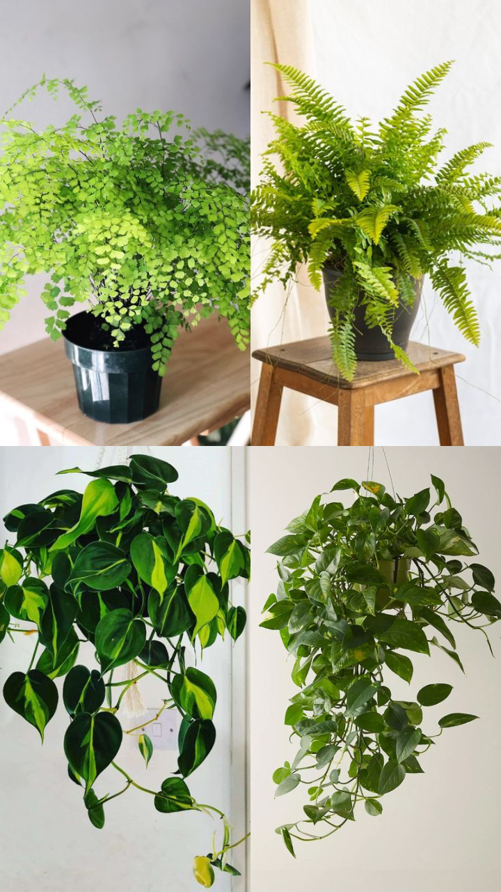 Low Light Hanging Plants: 10 Hanging Plants That Can Survive Without  Sunlight | Times Now