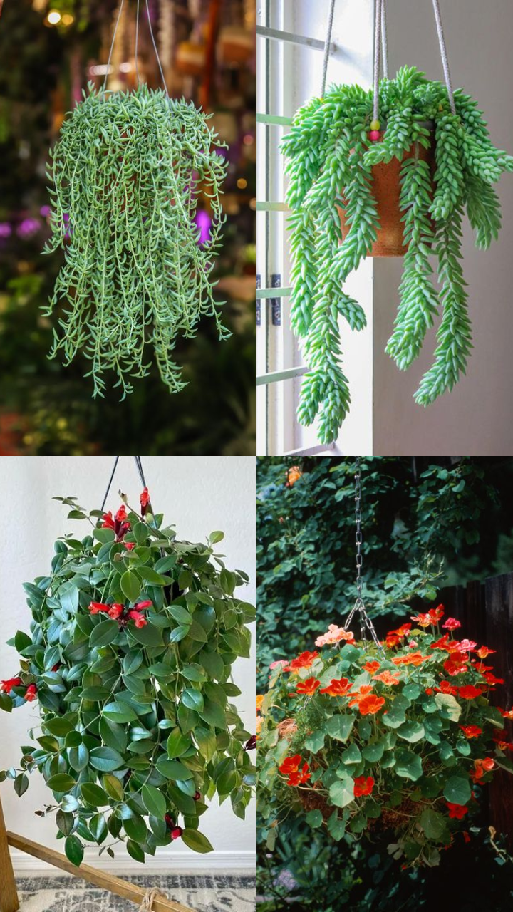 benefits of jade plant Small Jade Plant