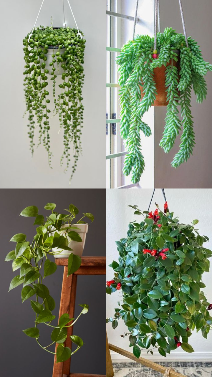 10 Hanging Plants For Aesthetic Wall Decor | Times Now