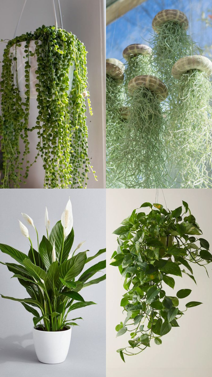 10 Hanging Plants That Purify The Air | Times Now