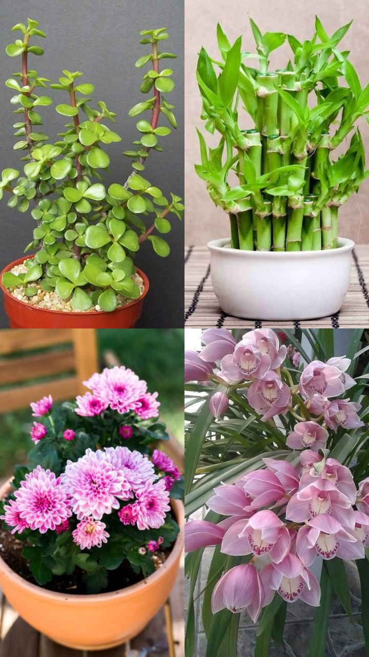 10 Hanging Plants That Attract Money | Times Now