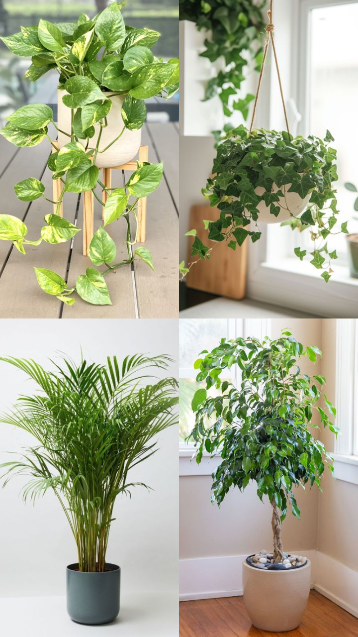 aquael leddy smart plant day & night Aquael Leddy Smart Plant Day & Night