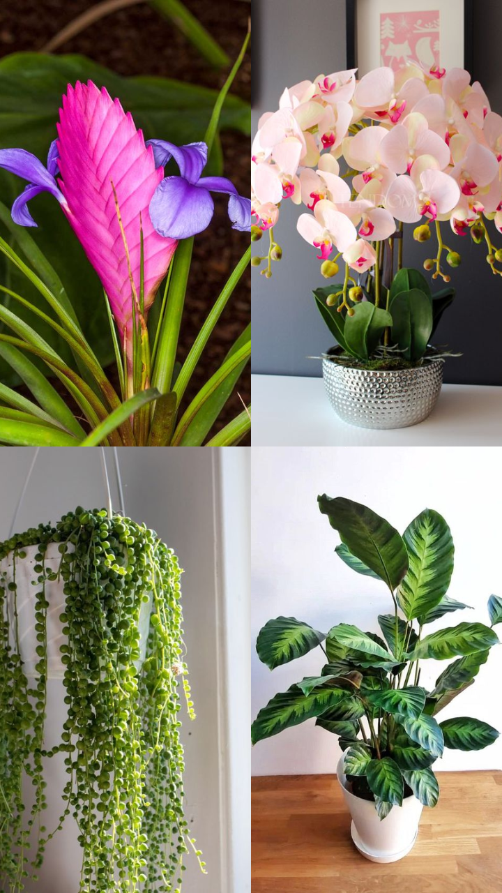 Most Exotic Indoor Plants For Living Room | Times Now