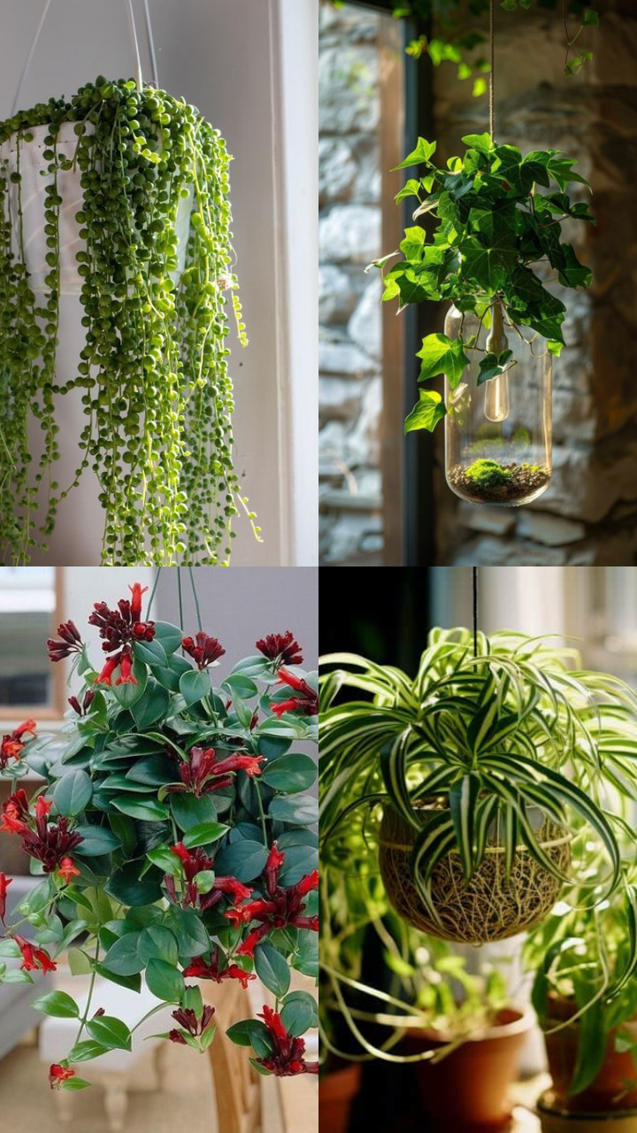 10 Beautiful Hanging Plants to Elevate Your Home Decor | Times Now