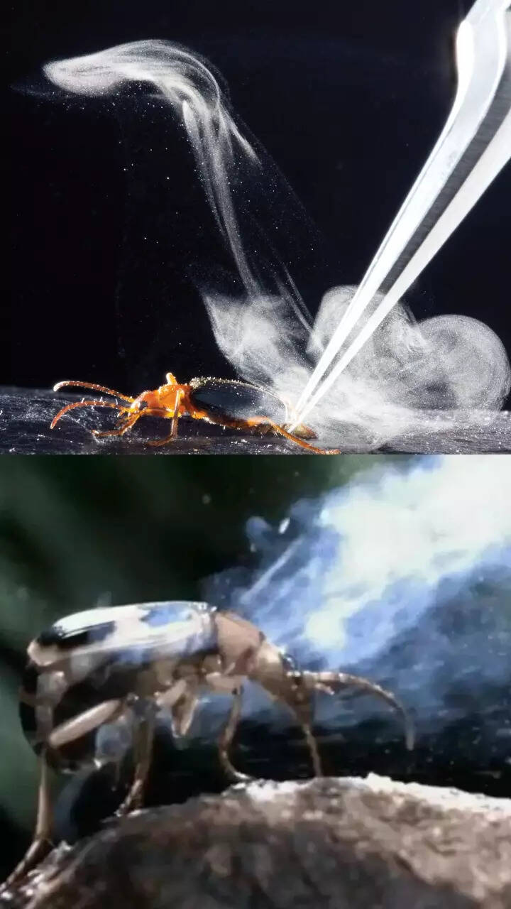 Bombardier Beetle Burn Beetlejuice! Secrets Of Beetle Sprays Unlocked