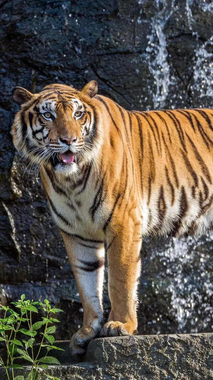 World Tiger Day: The 9 Subspecies of an Iconic Big Cat | Times Now