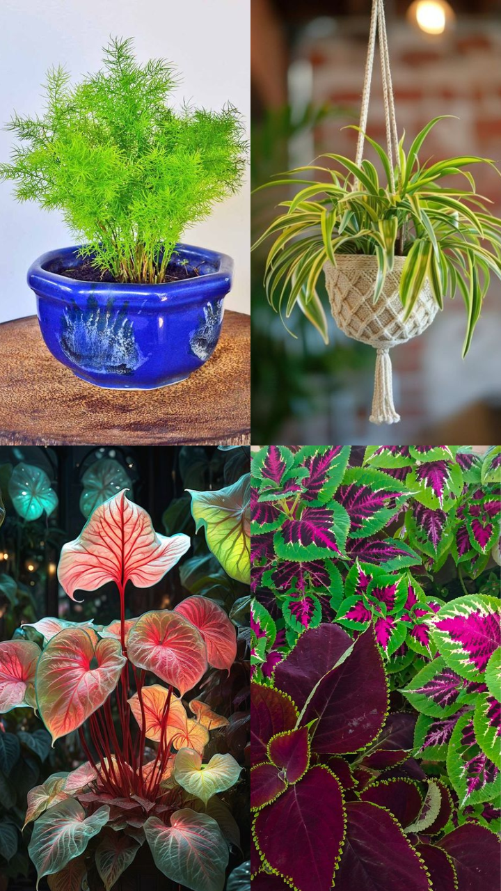 10 Evergreen Outdoor Hanging Plants | Times Now