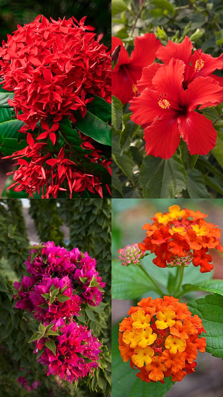 10 Indian Flowering Plants To Grow In Balcony | Times Now