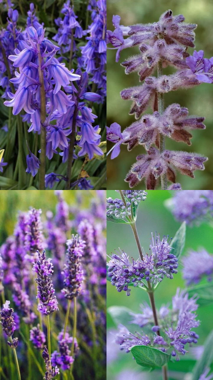 Flowers Like Lavender: 10 Beautiful Flowers That Look Like Lavender | Times  Now