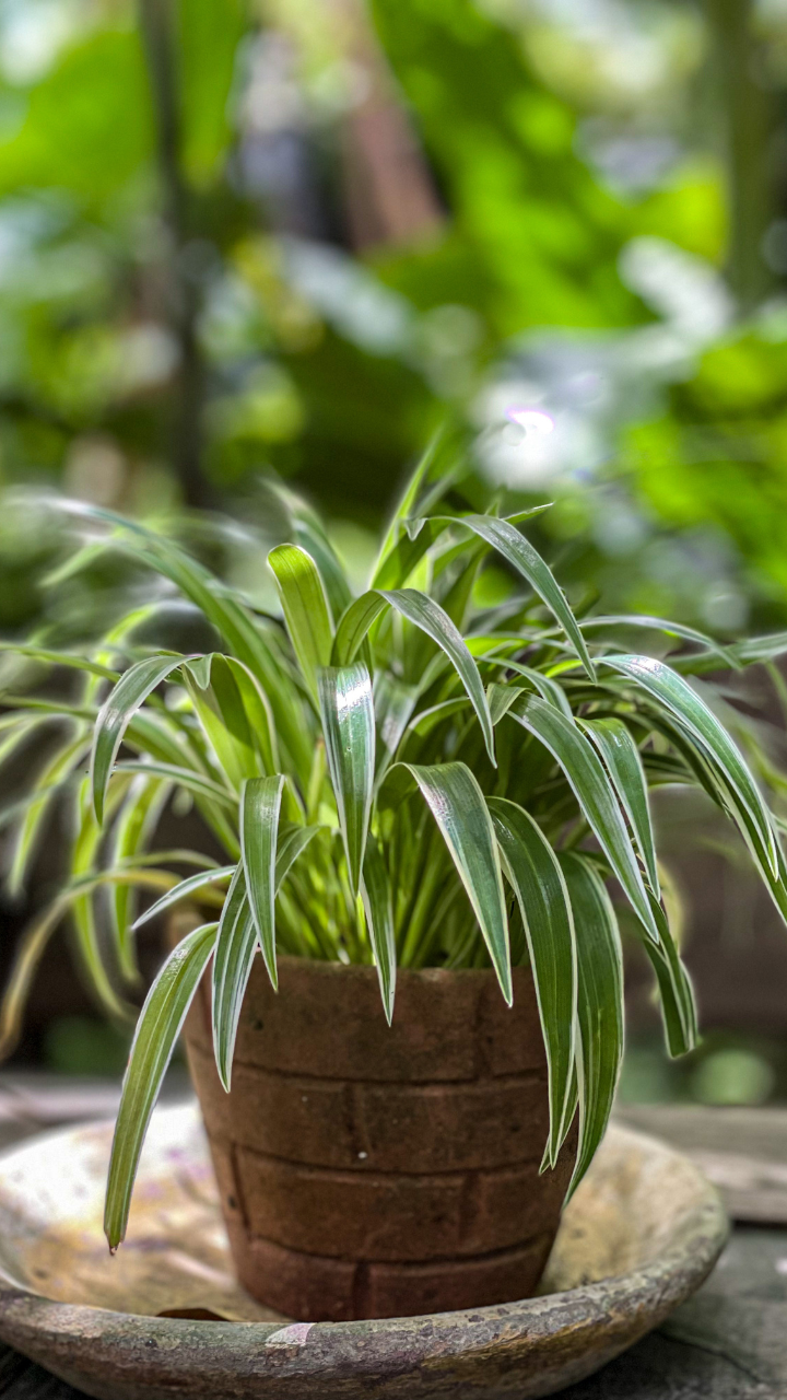 10 Health Benefits of Keeping Spider Plants In Your Bedroom | Times Now