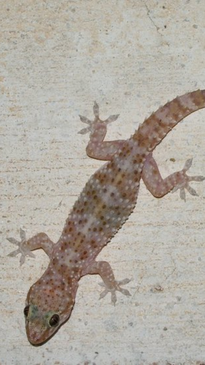 coffee powder and tobacco for lizards Effective ways of keeping lizards away from your home