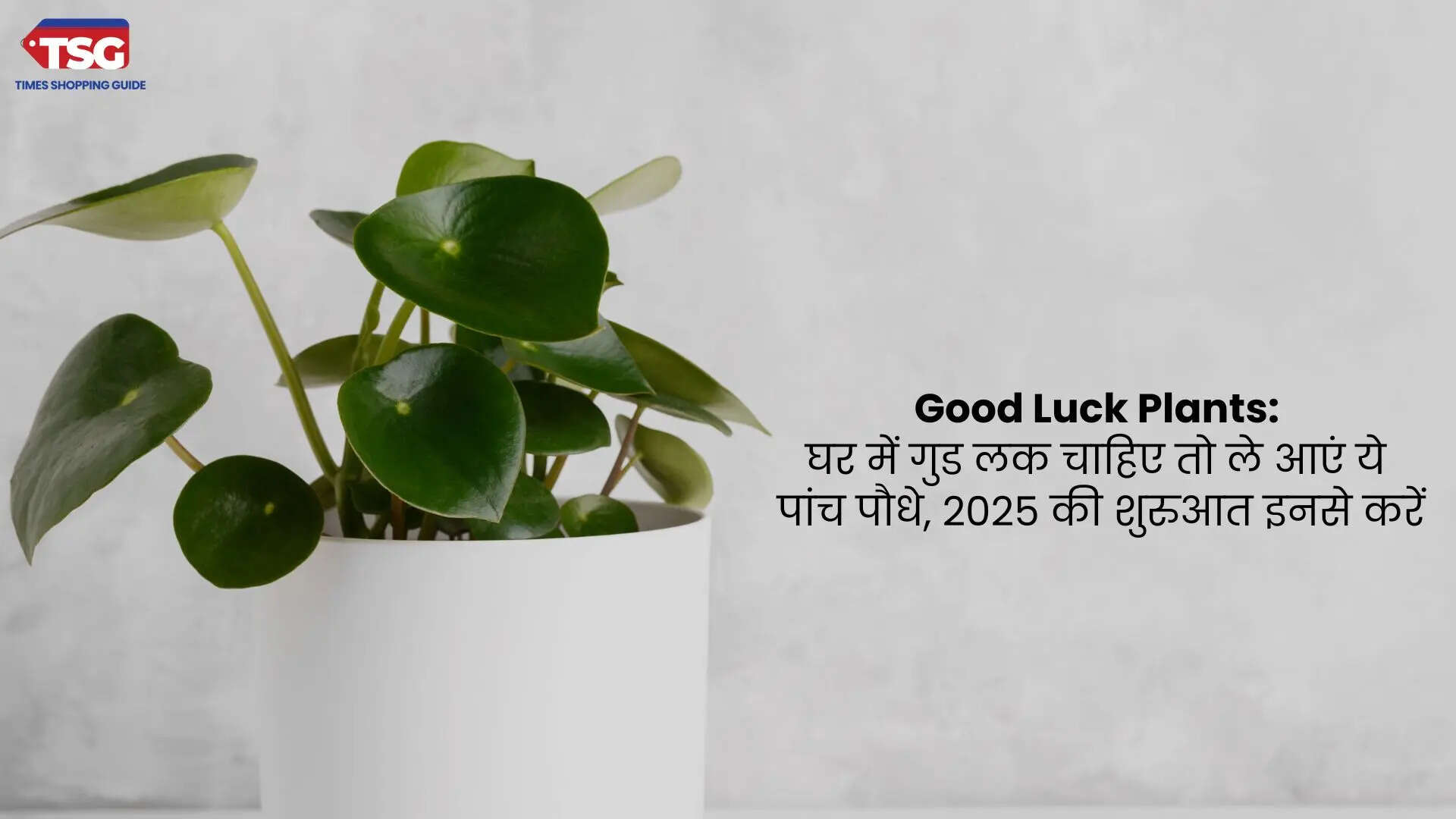 Good Luck Plants घर में गुड लक चाहिए तो ले आएं ये पांच पौधे 2025 की शुरुआत इनसे करें