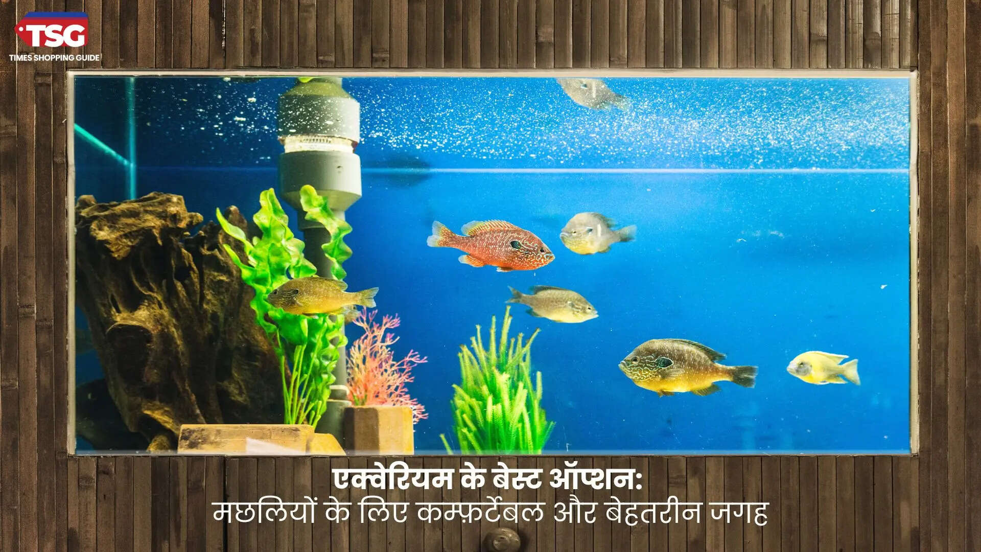 एक्वेरियम के बेस्ट ऑप्शन मछलियों के लिए कम्फ़र्टेबल और बेहतरीन जगह