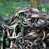 Snake Island Off Brazil
