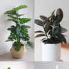 money tree pachira Money Tree | Indoor Plants