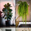 Plants That Absorb Moisture Indoors | Times Now
