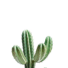 calathea freddie Calathea Freddie - Live Plant in a 6 Inch Pot - Calathea 'Cocinna' main image 1