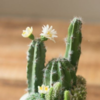 8 Amazing Benefits of Keeping Cactus Plants in Your Home | Times Now
