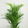 bonsai tree grow kit AVERGO Bonsai Tree Kit Classic - 5X Unique Japanese Bonzai Trees