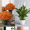 brass indoor planter Beautiful brass planters to decorate your home – Mora Taara