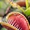 10 Carnivorous Plants That Eat Meat | Times Now
