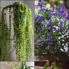 taxus b david Taxus baccata 'David'
