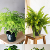 Low Light Hanging Plants: 10 Hanging Plants That Can Survive Without  Sunlight | Times Now