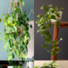 meyer lemon plant indoors Meyer Lemon Trees for Sale