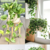 Top 10 Cooling Indoor Plants | Times Now