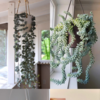 10 Beautiful Hanging Plants For Staircase Decor | Times Now