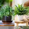 10 Artificial Hanging Plants That Look Real | Times Now
