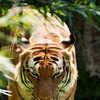 World Tiger Day: The 9 Subspecies of an Iconic Big Cat | Times Now