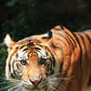 World Tiger Day: The 9 Subspecies of an Iconic Big Cat | Times Now