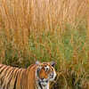 World Tiger Day: The 9 Subspecies of an Iconic Big Cat | Times Now