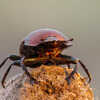 Dung Beetles: Faeces-Eating Insects That Keep the Earth Moving | Times Now