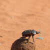 Dung Beetle: The Only Animal That Uses the Milky Way to Naviagte | Times Now