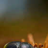 bltter als dnger NatureHolic Monstera Spray
