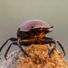 Dung Beetle: The Only Animal That Uses the Milky Way to Naviagte | Times Now