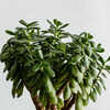 indoor live hanging plants Spider Plant Hanging Basket: Pet Friendly Live Plant - (6” Pot) – Easy  Plants for Beginners – Chlorophytum Comosum