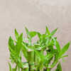 10 Amazing Benefits Of Keeping A Lucky Bamboo Plant In Your Bedroom | Times  Now