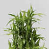 10 Amazing Benefits Of Keeping A Lucky Bamboo Plant In Your Bedroom | Times  Now